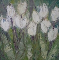 Bilé tulipány